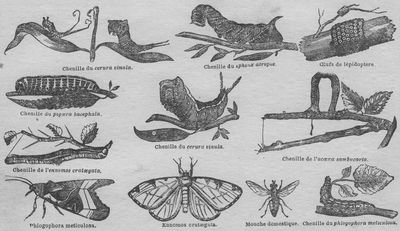 Petits insectes